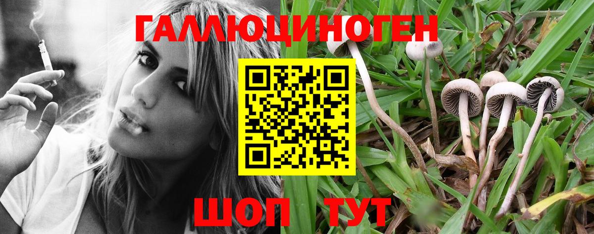 Мценск  как найти закладки  Вход с VPN  Галлюциногенные грибы мицелий  Галлюциногенные грибы Psilocybe 